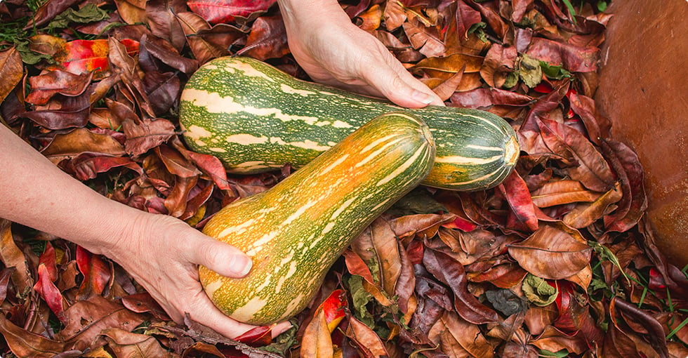 La courge